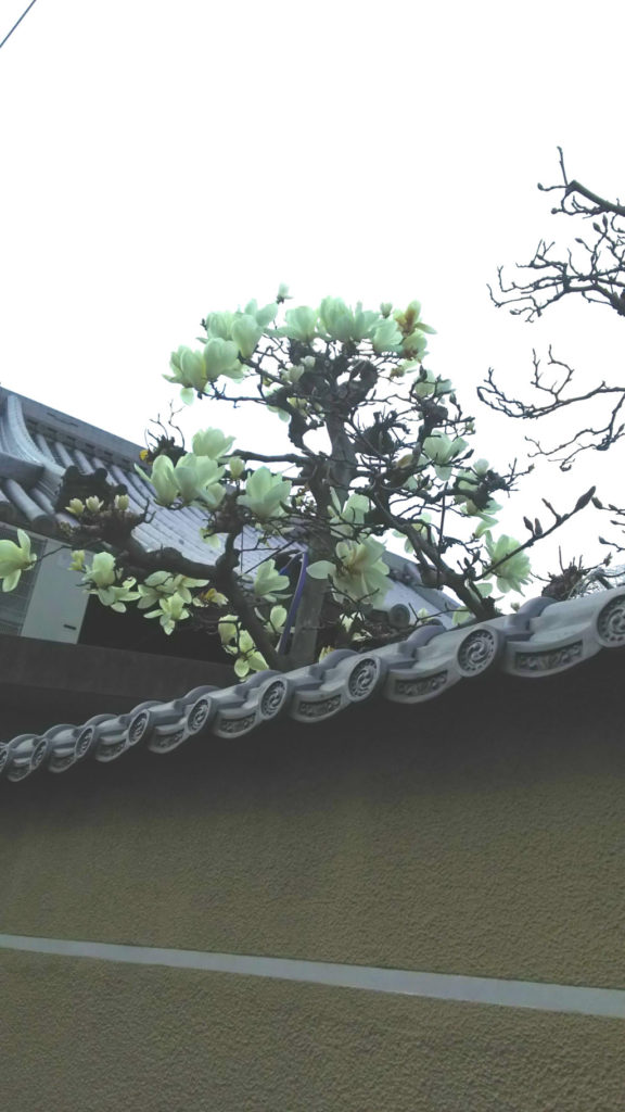 ハクモクレン