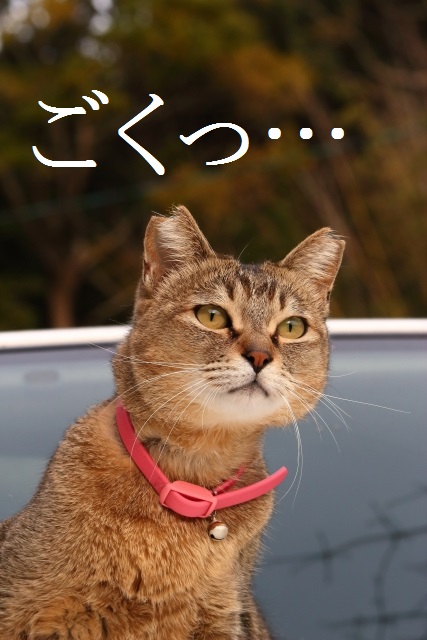 ねこ
