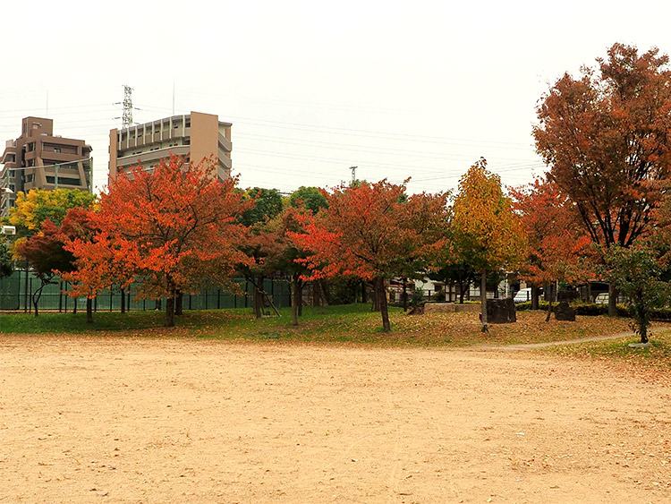 堺市堺区 第3向陵公園で紅葉狩りするなら今が旬 今日の紅葉フォト さかにゅー