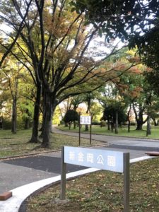 堺市北区の新金岡公園 19年紅葉フォト ケヤキ並木の紅葉が見ごろです さかにゅー