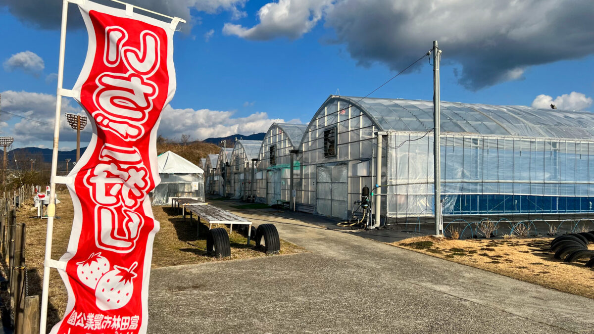 富田林市 野菜 果物 アスレチック 富田林市農業公園サバーファーム 自然と絶景に触れて癒される 堺 南河内の観光スポット さかにゅー