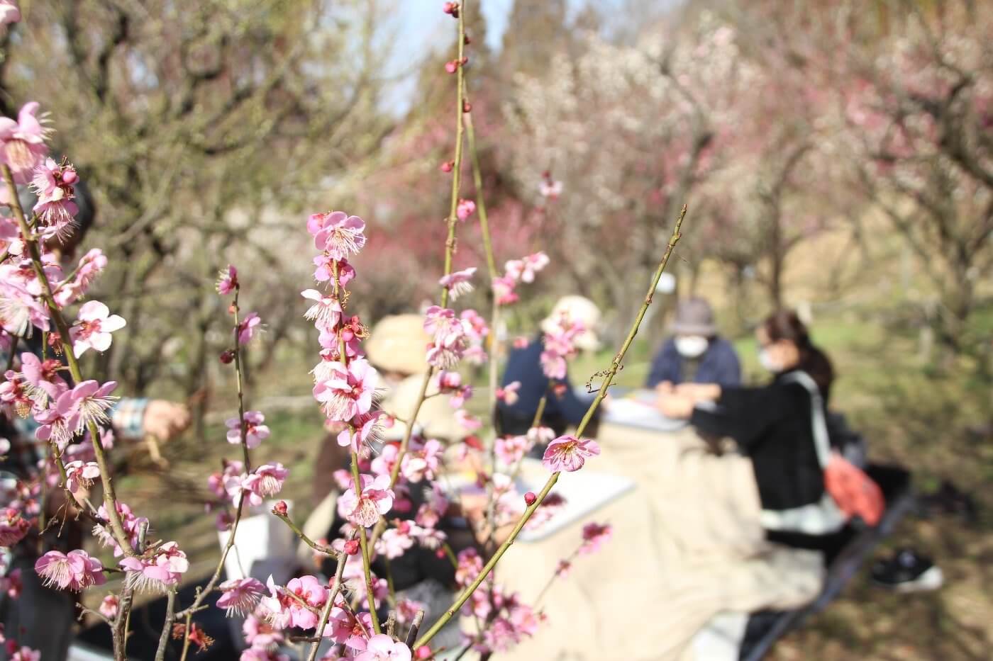 【イベント】見頃の梅をこたつでぬくぬくしながら楽しめる♪花の文化園で開催中～今週末まで！：