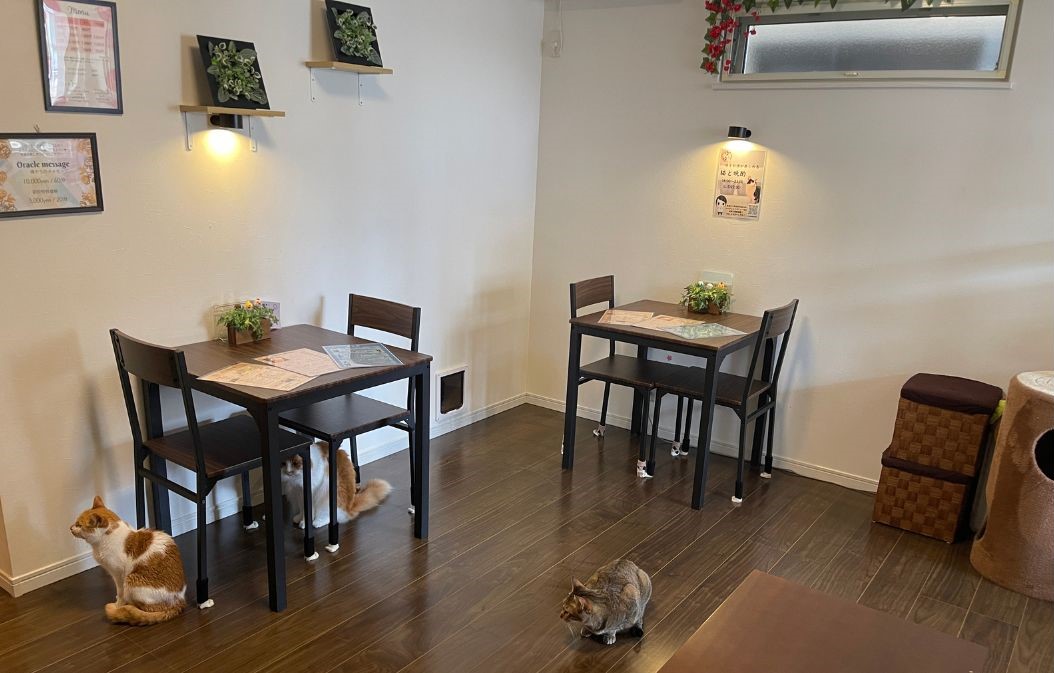 【NEW OPEN】羽曳野市・白鳥にかわいい♡ネコちゃんと一緒に飲めるお店『創作居酒屋 ゆぅゆ』がオープンしています！：