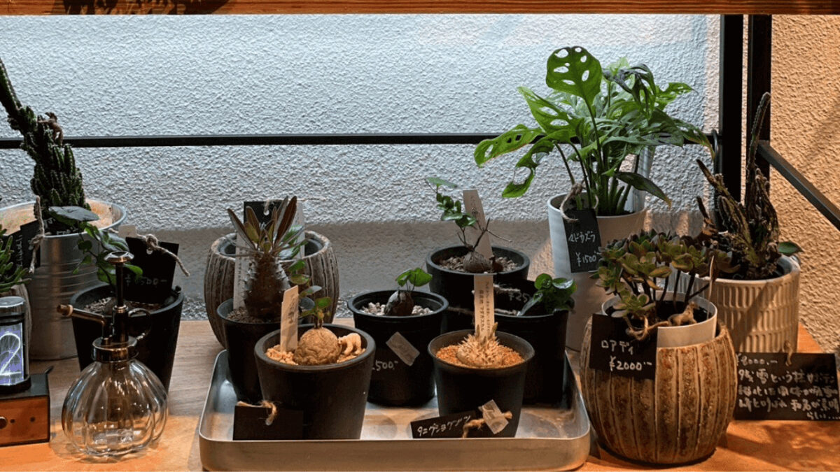 【祝リニューアル】堺市北区・堺市駅前商店街に植物とカフェのお店がリニューアルOPENしましたよ～！：