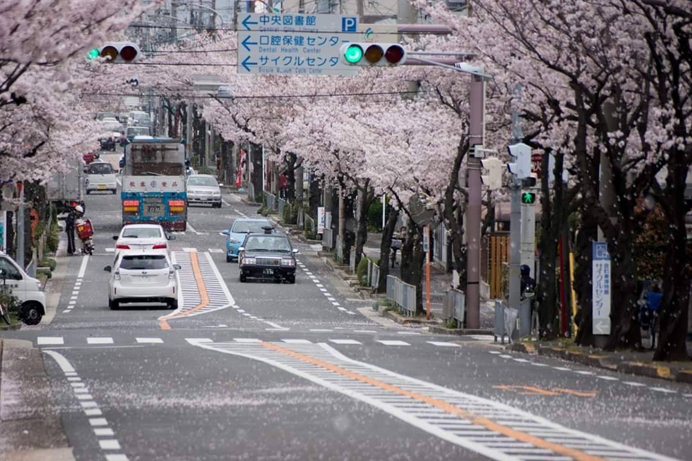 3/31開催「大仙さくら通り＊まちあるこ」咲きほこる桜を見ながらみんなで歩こう！：