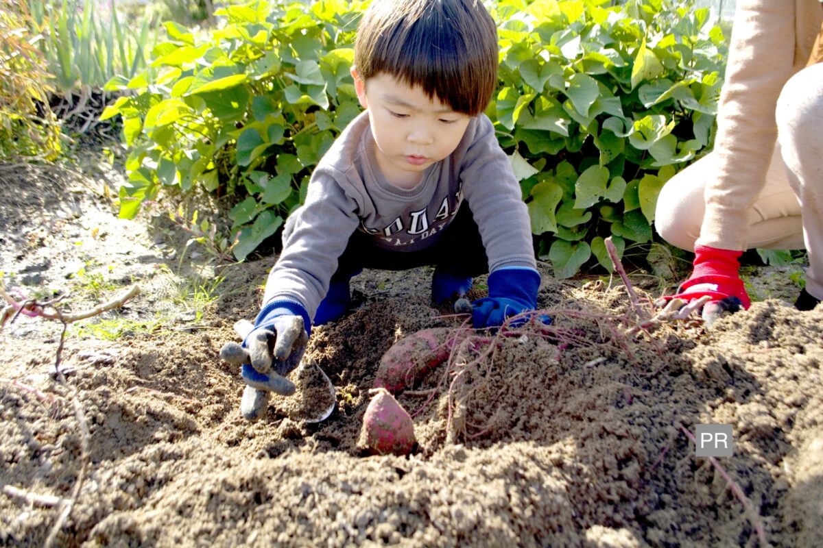 【募集区画あり】未経験から農園体験！楽しく野菜やフルーツ作り『堺泉北ふれあい農園＋PLUS』：