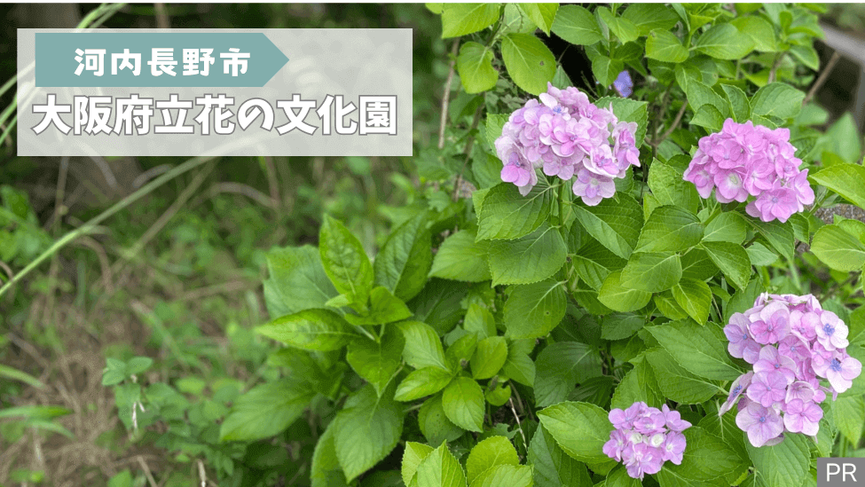 大阪府立花の文化園で『紫陽花の傘フォトコンテスト』が7/31まで開催中です@河内長野市