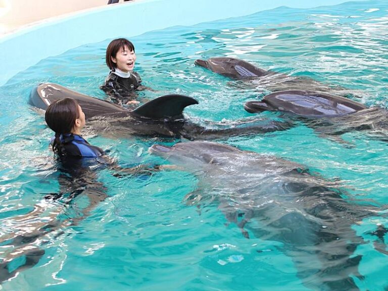 プレゼント企画】子どもから大人まで夢中にさせる、可愛いイルカたち