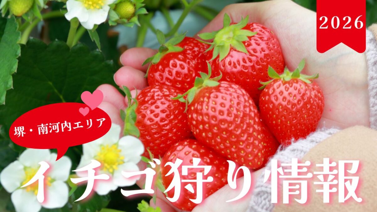 【保存版】今度の休みはどこ行く？堺・南河内エリアの『いちご狩り』スポットガイド2026！