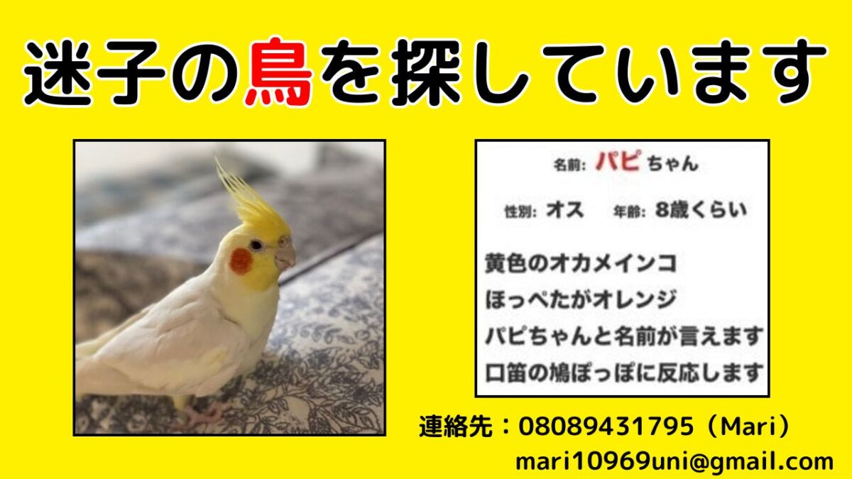 【迷子インコ情報】堺駅周辺で行方不明のオカメインコ『パピちゃん』を探しています。小さな目撃情報でもお寄せください