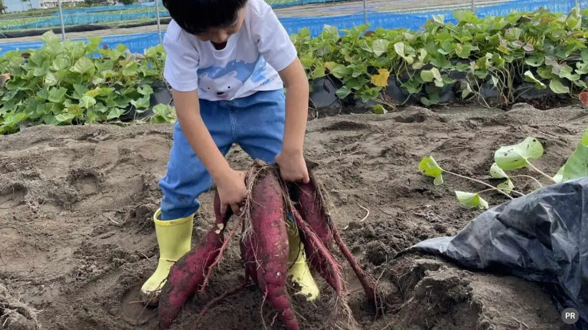 【大人気☆さつまいも掘り体験会開催決定】実りの秋に農業デビュー！手ぶらで通えてスマホ管理もできる貸農園『堺泉北ふれあい農園＋PLUS』で初月無料キャンペーン中♪